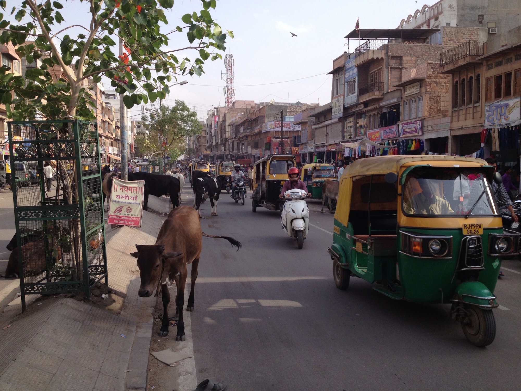 Rickshaws, scooters & cows