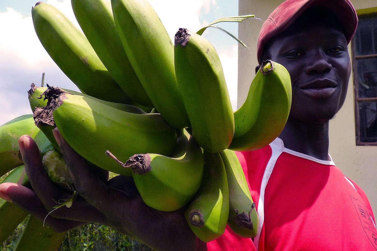 A Ugandan man harvests "matooke" - known as 'food banana' - from his garden in southwestern Uganda.