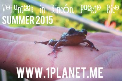 Volunteer in Rincon, Puerto Rico, Summer 2015!